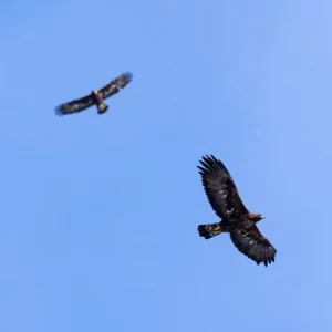 Offrir saut en parachute en Alsace