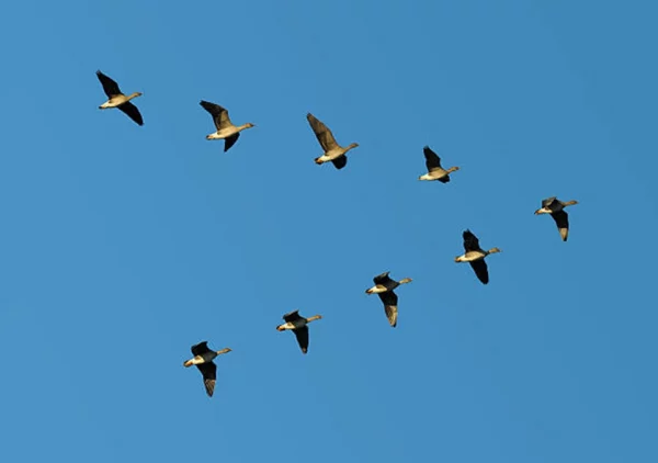 Offrir saut en parachute en Alsace