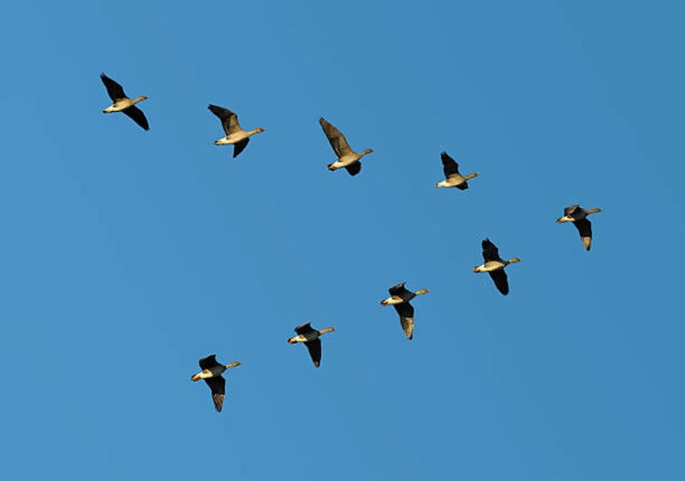 Saut en parachute en groupe en Alsace Lorraine Vosges